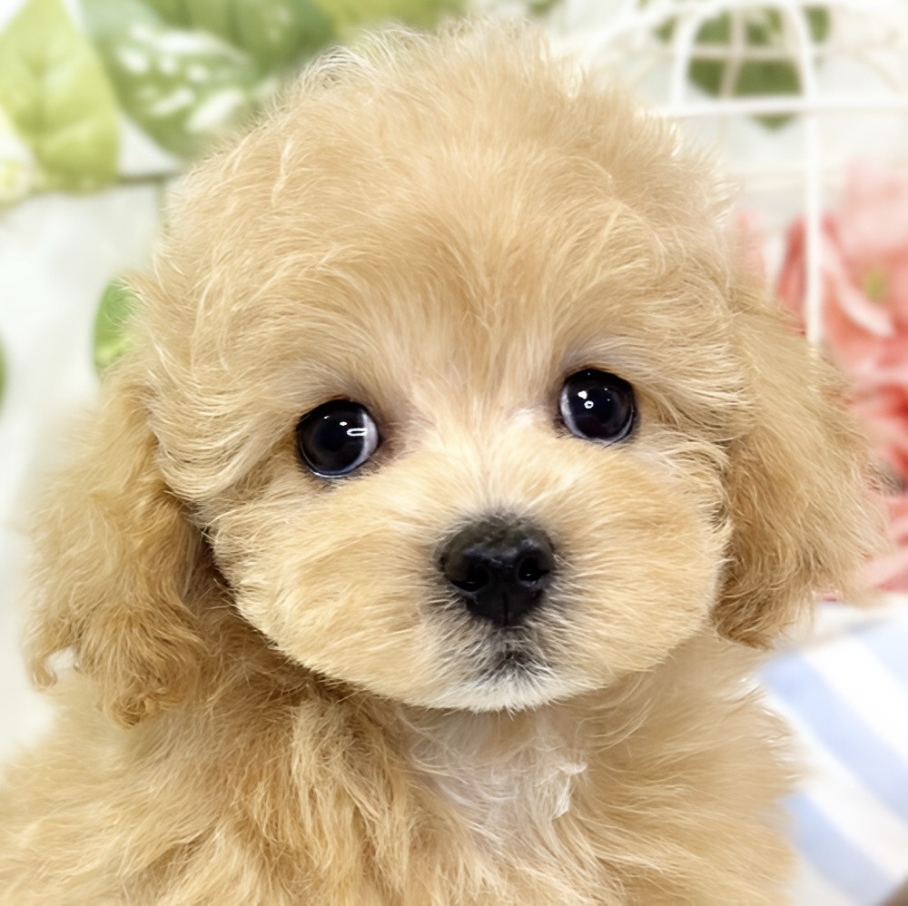 ハーフ犬女の子の写真