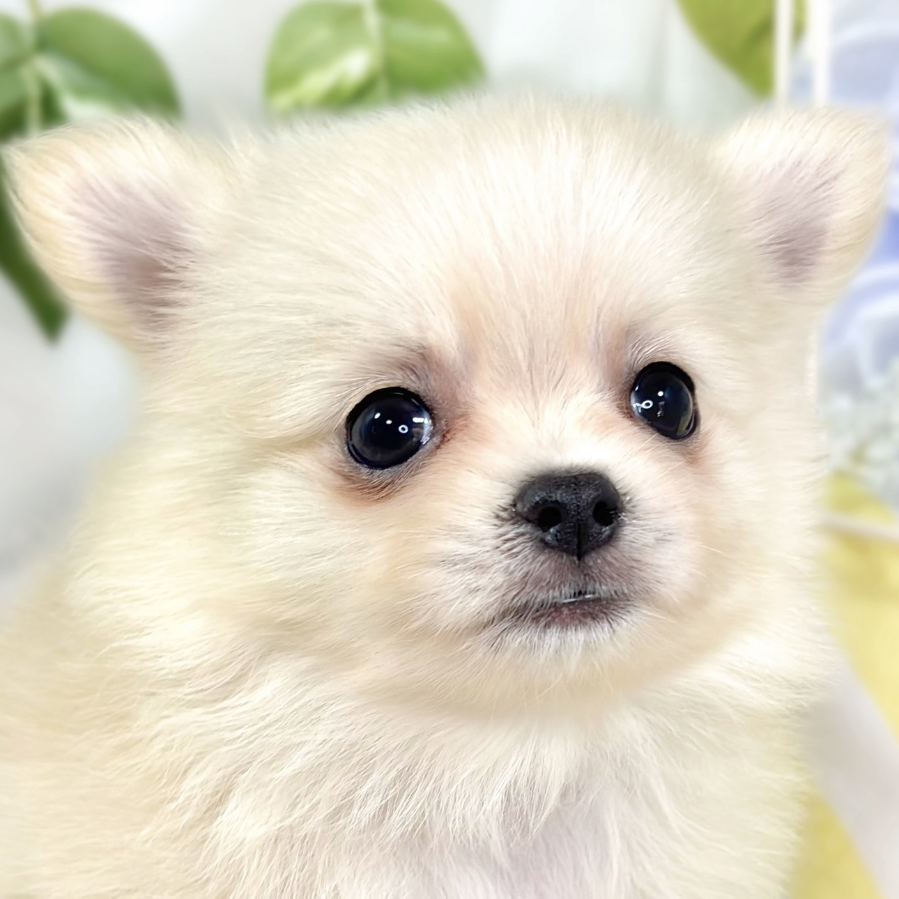 ハーフ犬男の子の写真