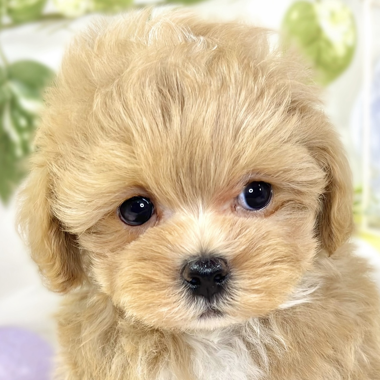 ハーフ犬男の子の写真