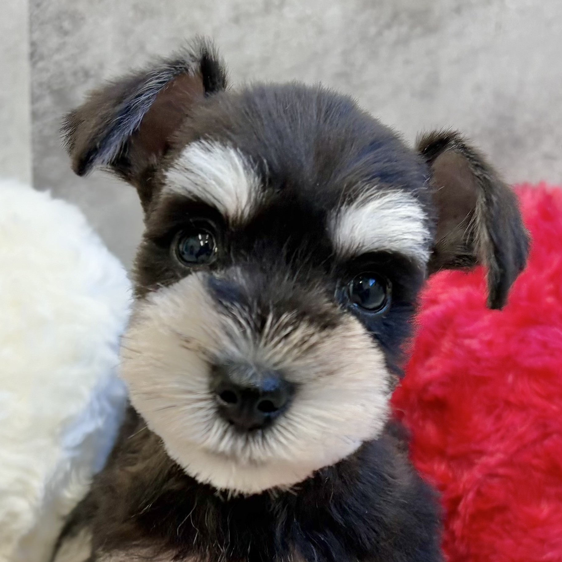 ミニチュアシュナウザー女の子の写真