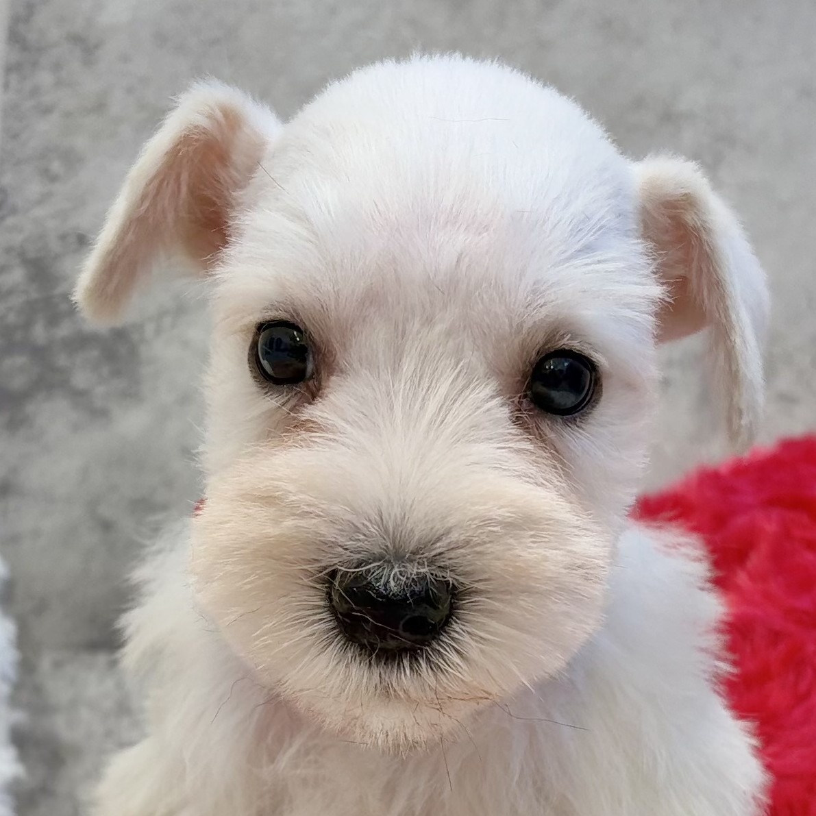 ミニチュアシュナウザー男の子の写真