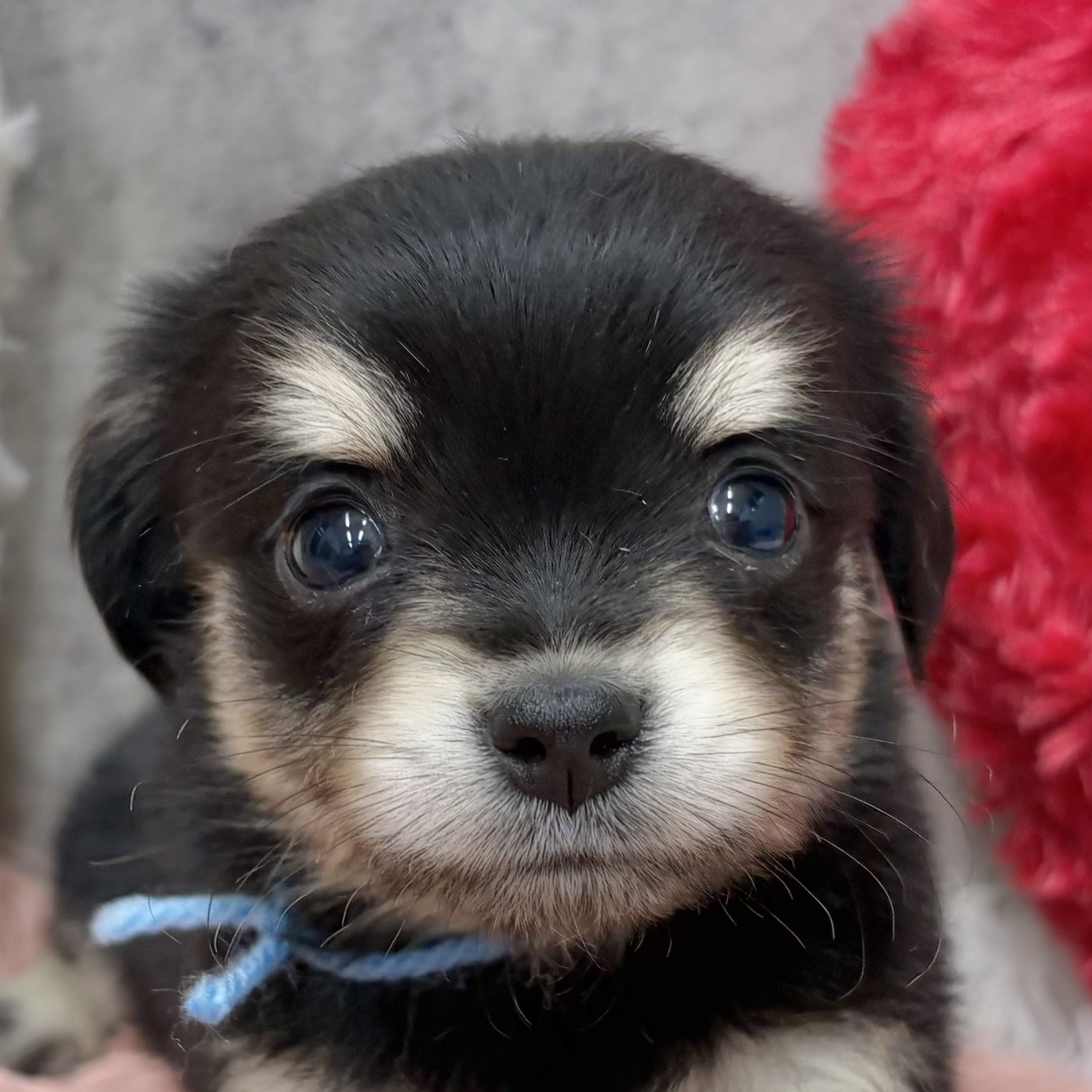 ハーフ犬女の子の写真