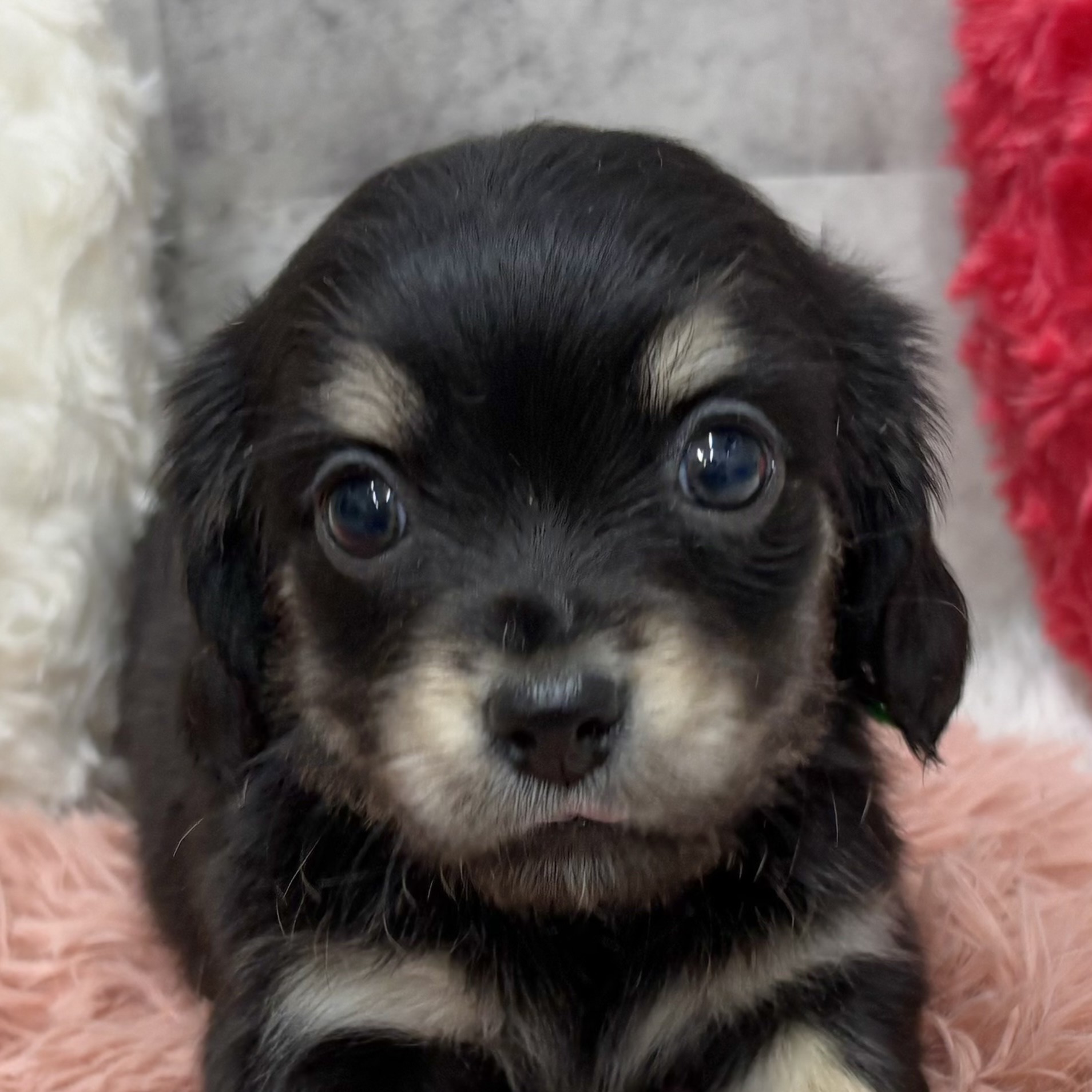 富山県のチワックス(チワワ×ダックス)の子犬を価格や特徴で探す|ペット