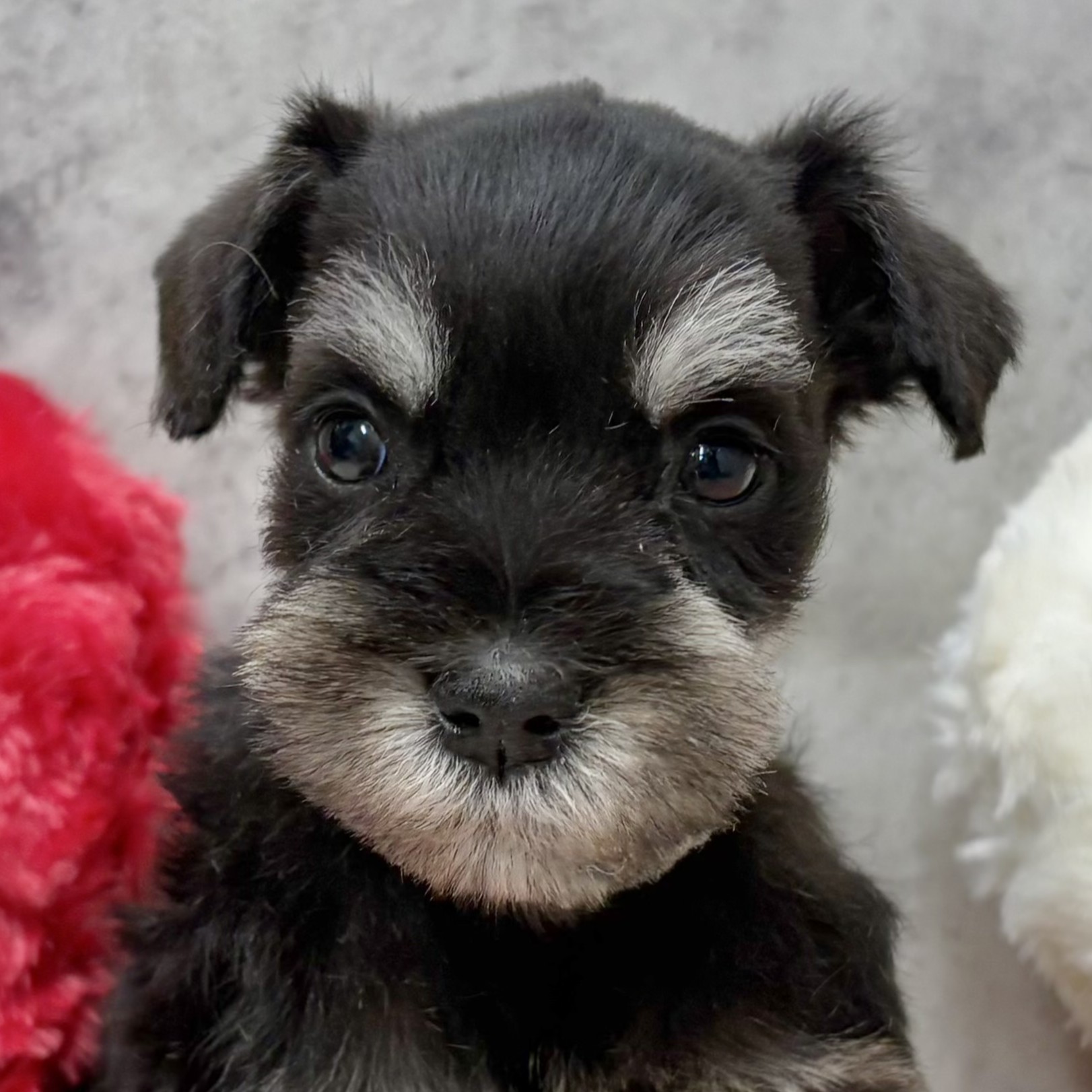 ミニチュアシュナウザー男の子の写真