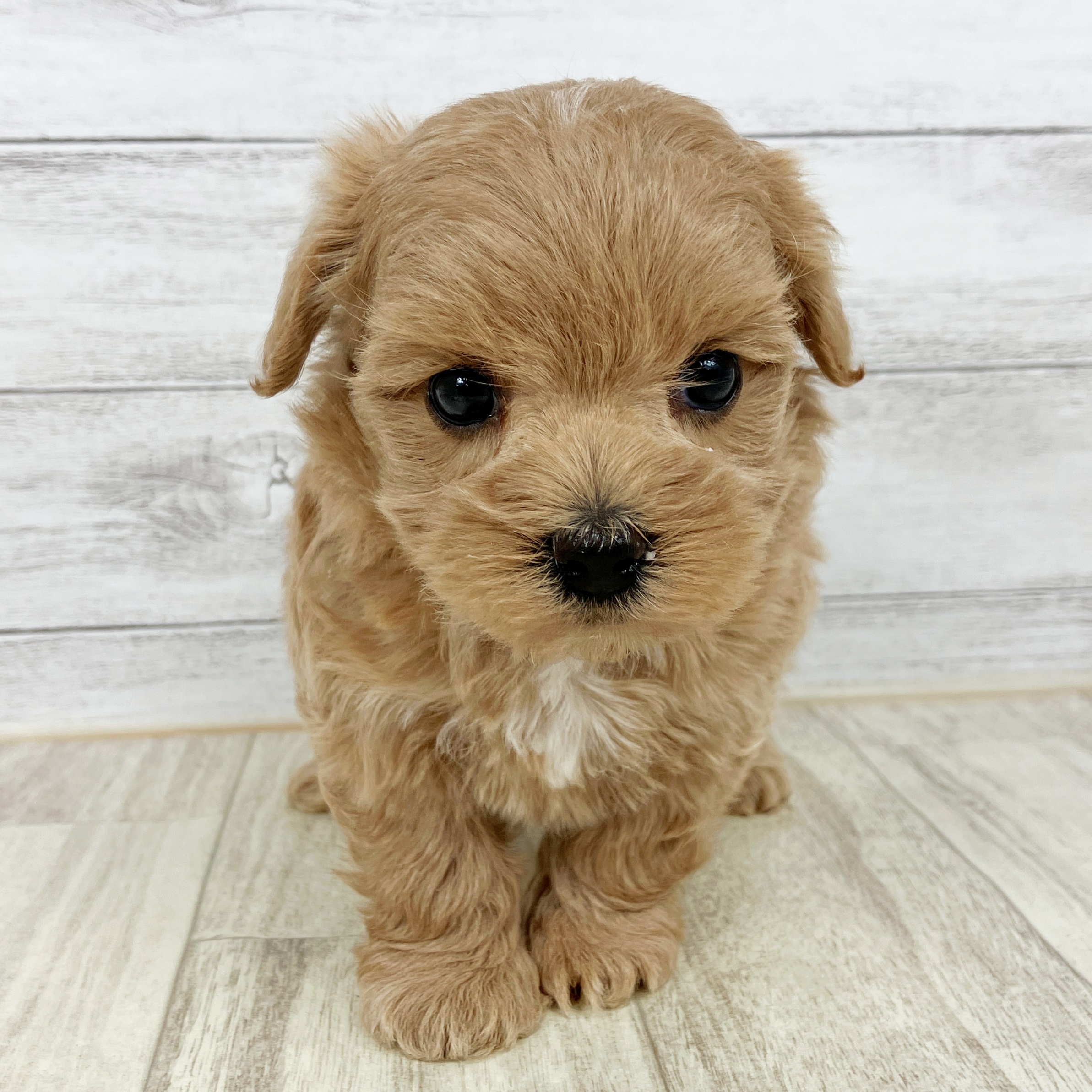 石川県のマルプー(マルチーズ×プードル) (犬の家＆猫の里アミーゴ金沢有松店/2025年10月8日生まれ/女の子/クリーム)の子犬の2枚目の画像