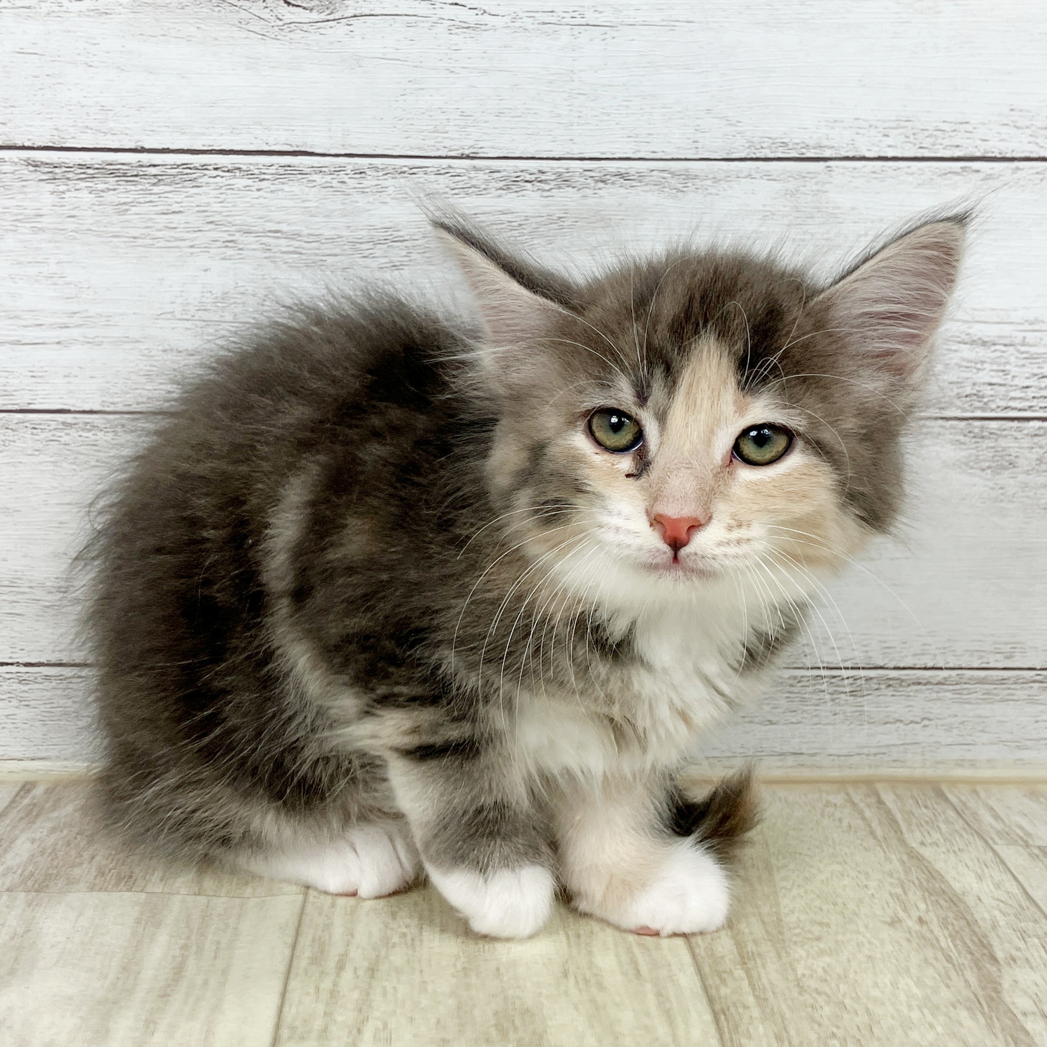 兵庫県のメインクーン (犬の家＆猫の里川西店/2025年10月11日生まれ/女の子/ブルーパッチドタビーホワイト)の子猫