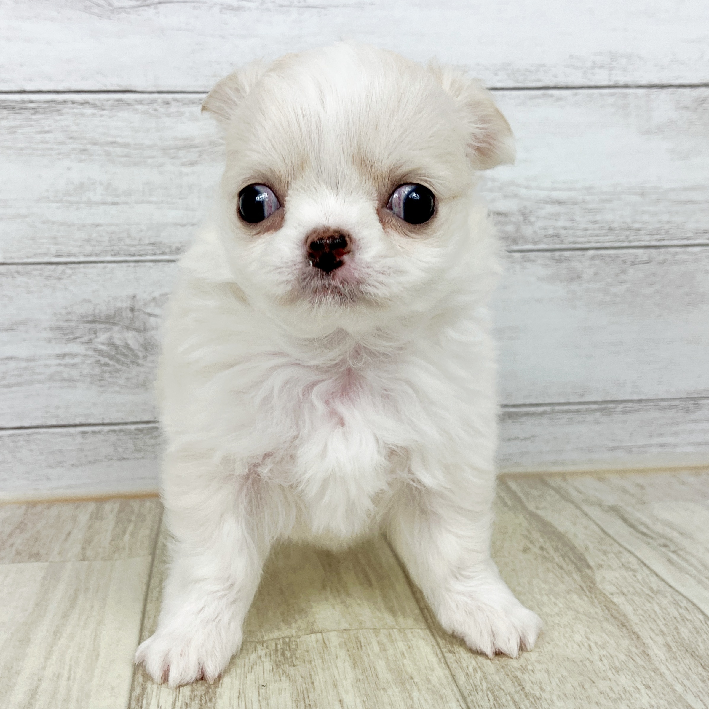 チワワ（ロング）男の子の写真