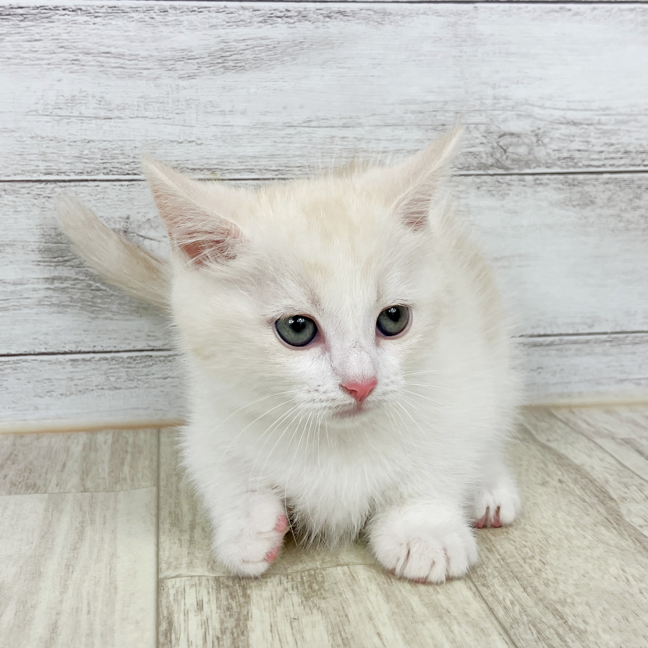 兵庫県のマンチカン (犬の家＆猫の里ゆめタウン姫路店/2025年10月10日生まれ/女の子/レッドタビーホワイトバン)の子猫