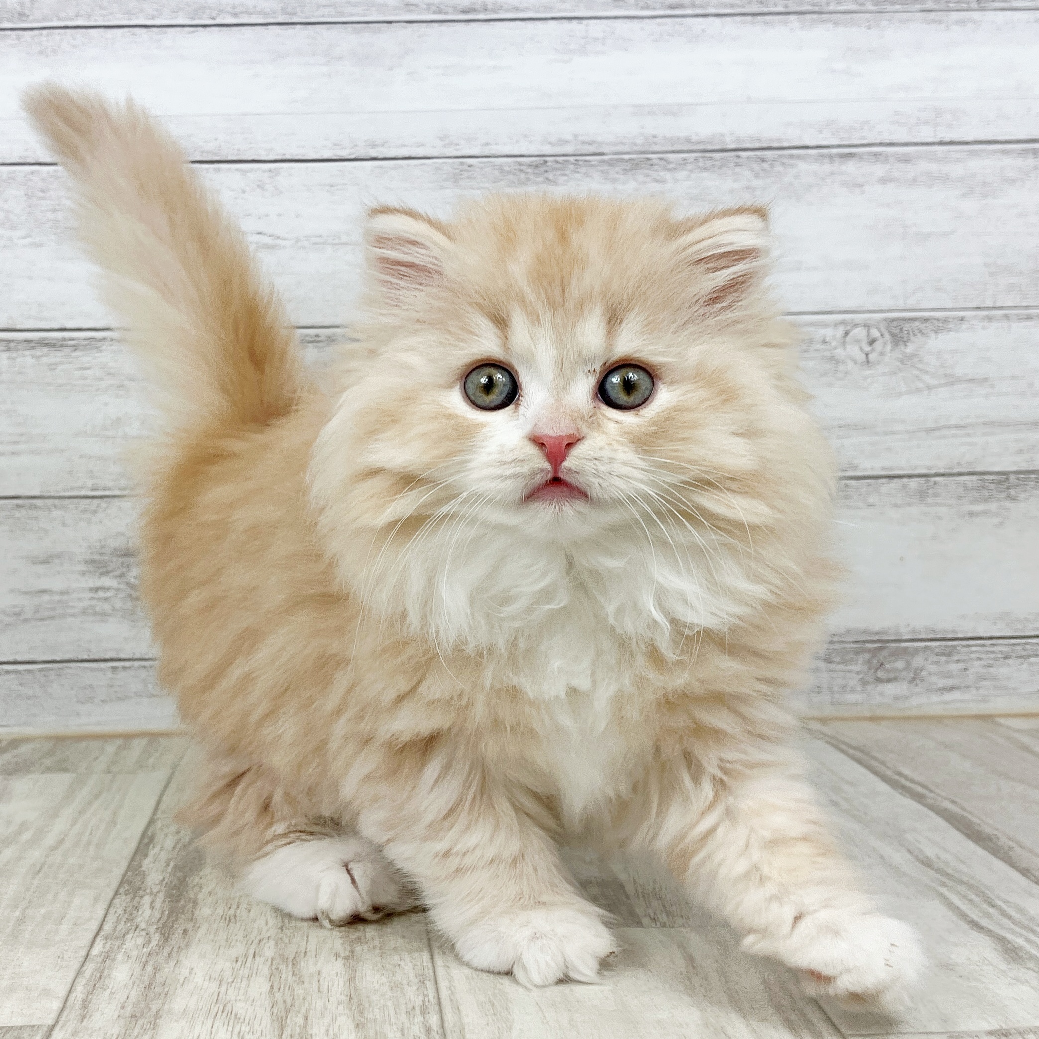 スコティッシュフォールド女の子の写真