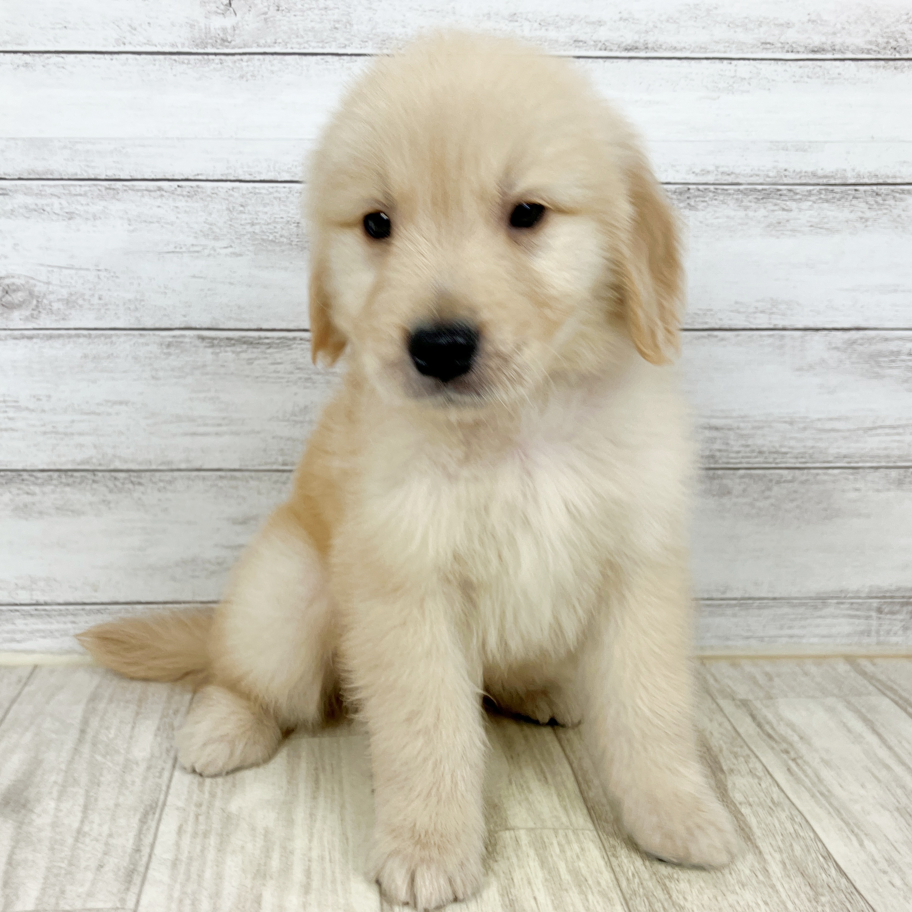 兵庫県のゴールデンレトリバー (犬の家＆猫の里川西店/2025年10月3日生まれ/男の子/ゴールデン)の子犬