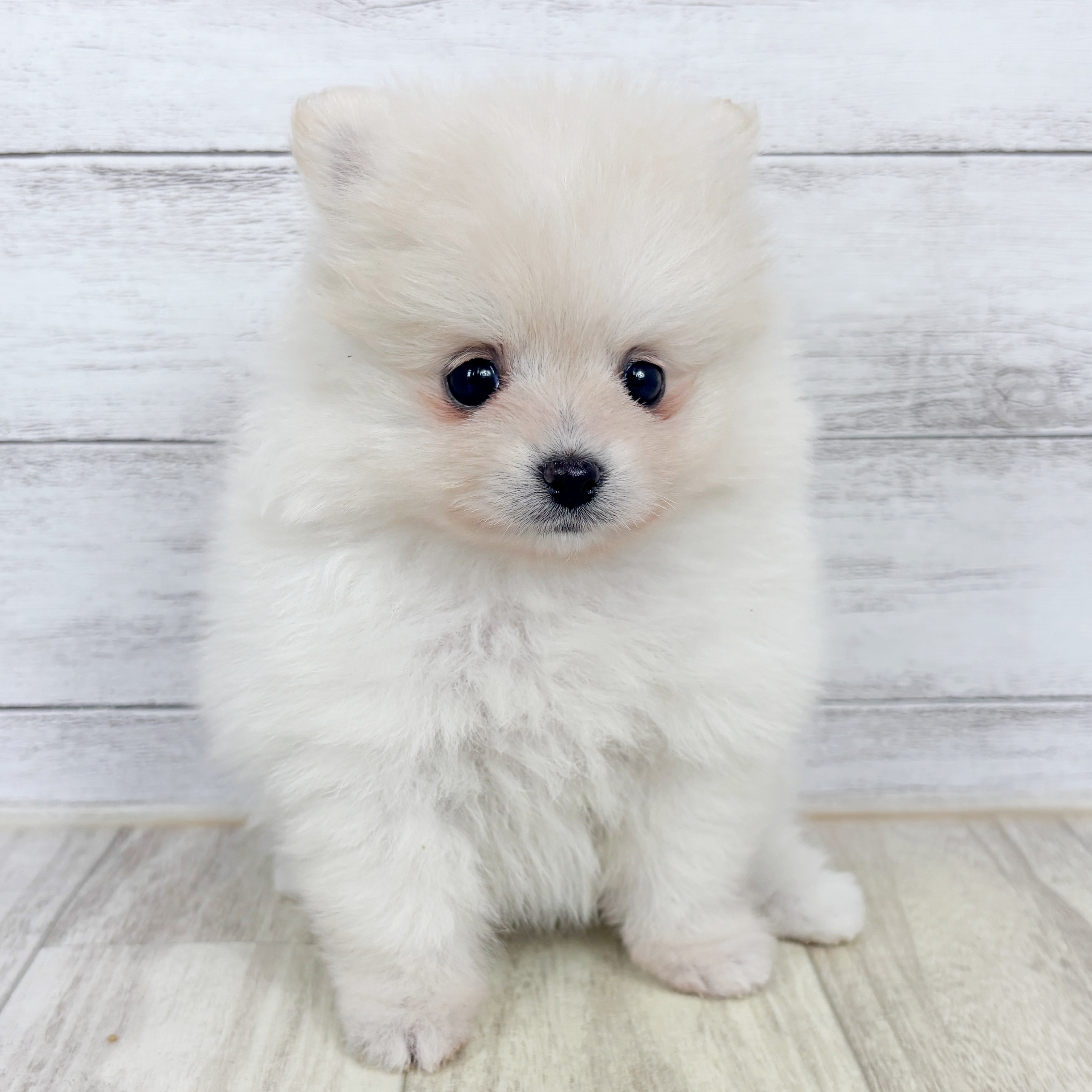 ポメラニアン女の子の写真