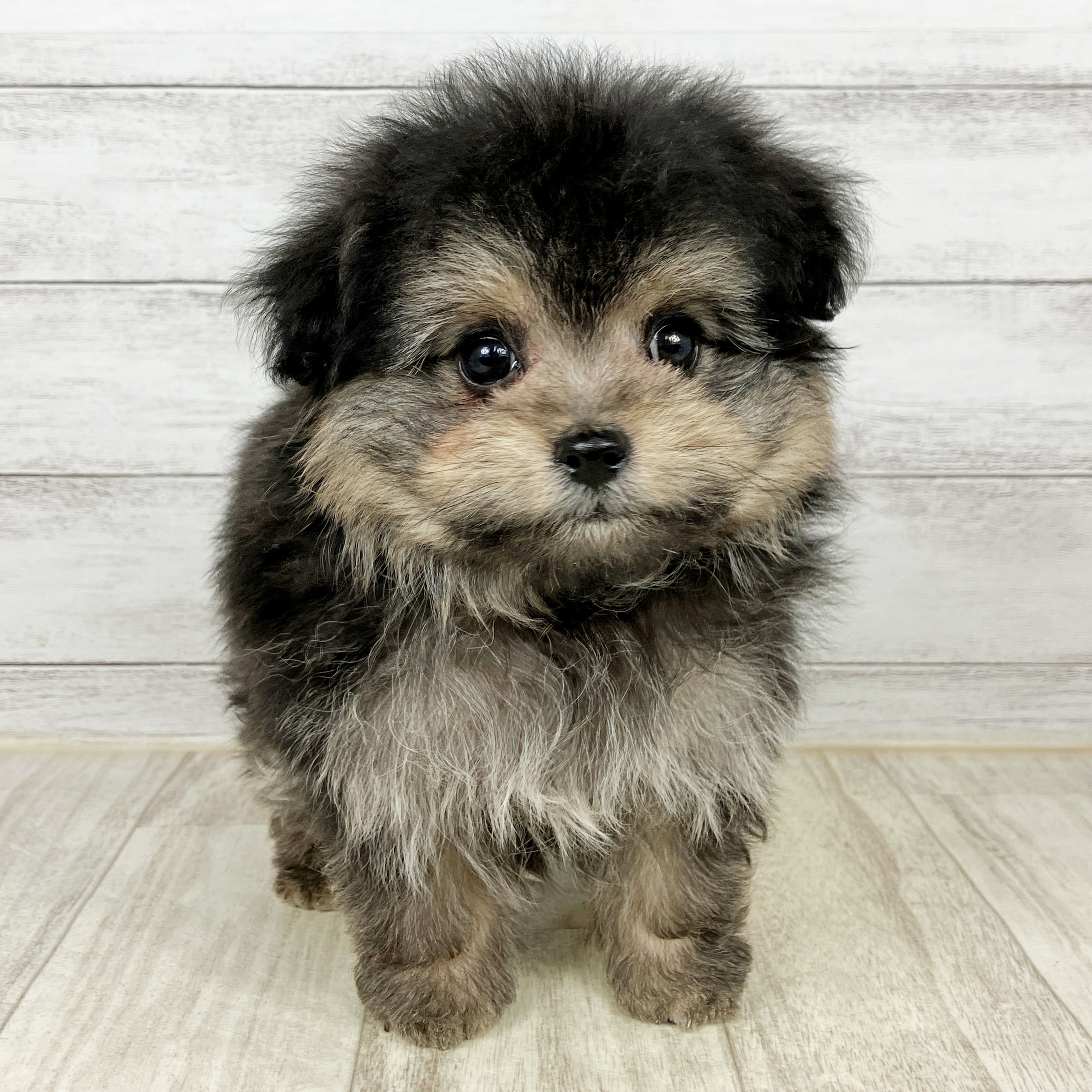 岡山県のポメプー(ポメラニアン×プードル) (犬の家＆猫の里倉敷店/2025年10月12日生まれ/女の子/ブラックタン)の子犬
