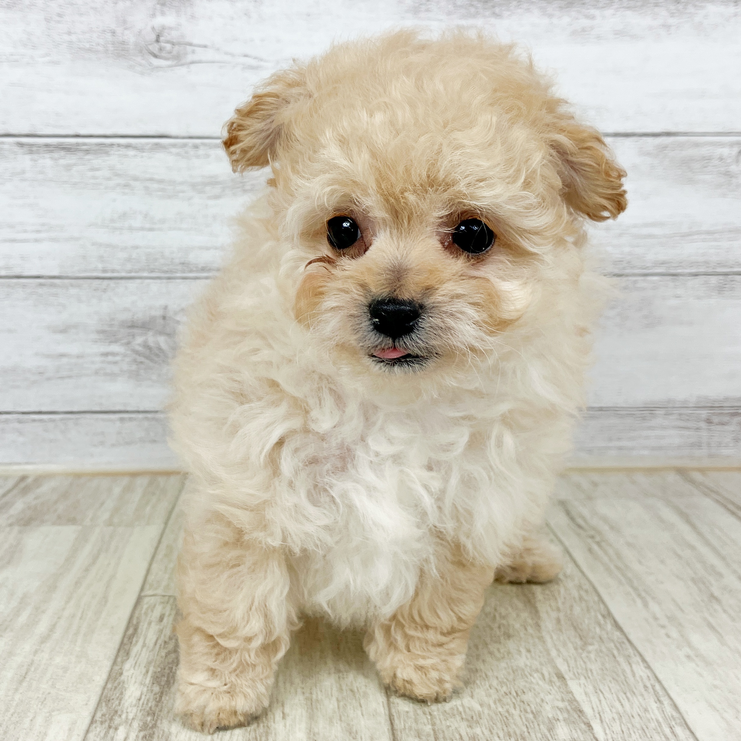 ハーフ犬女の子の写真