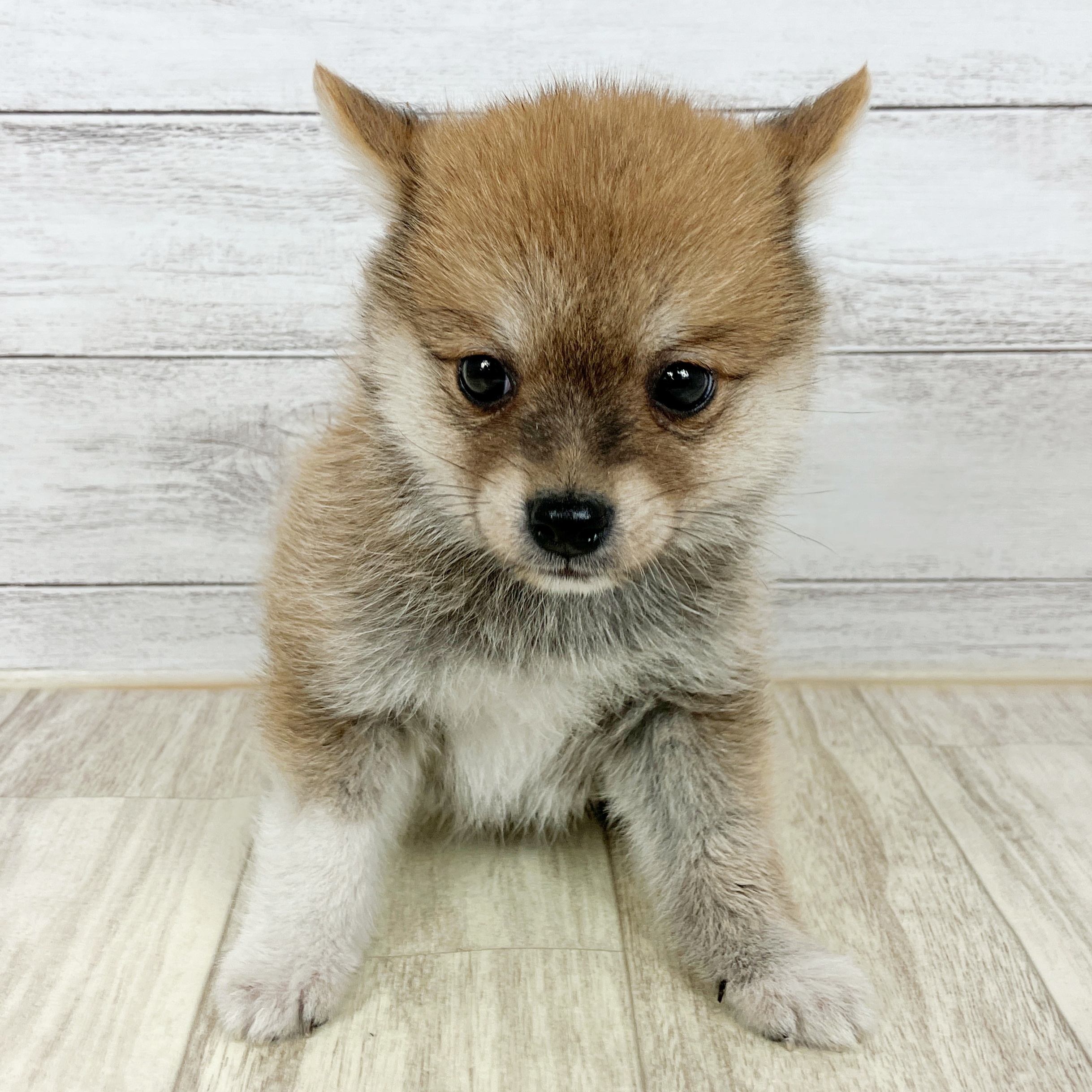 岡山県のポメ柴/豆ポメ/ポメ豆柴(ポメラニアン×柴犬) (犬の家＆猫の里倉敷店/2025年10月10日生まれ/男の子/オレンジ)の子犬