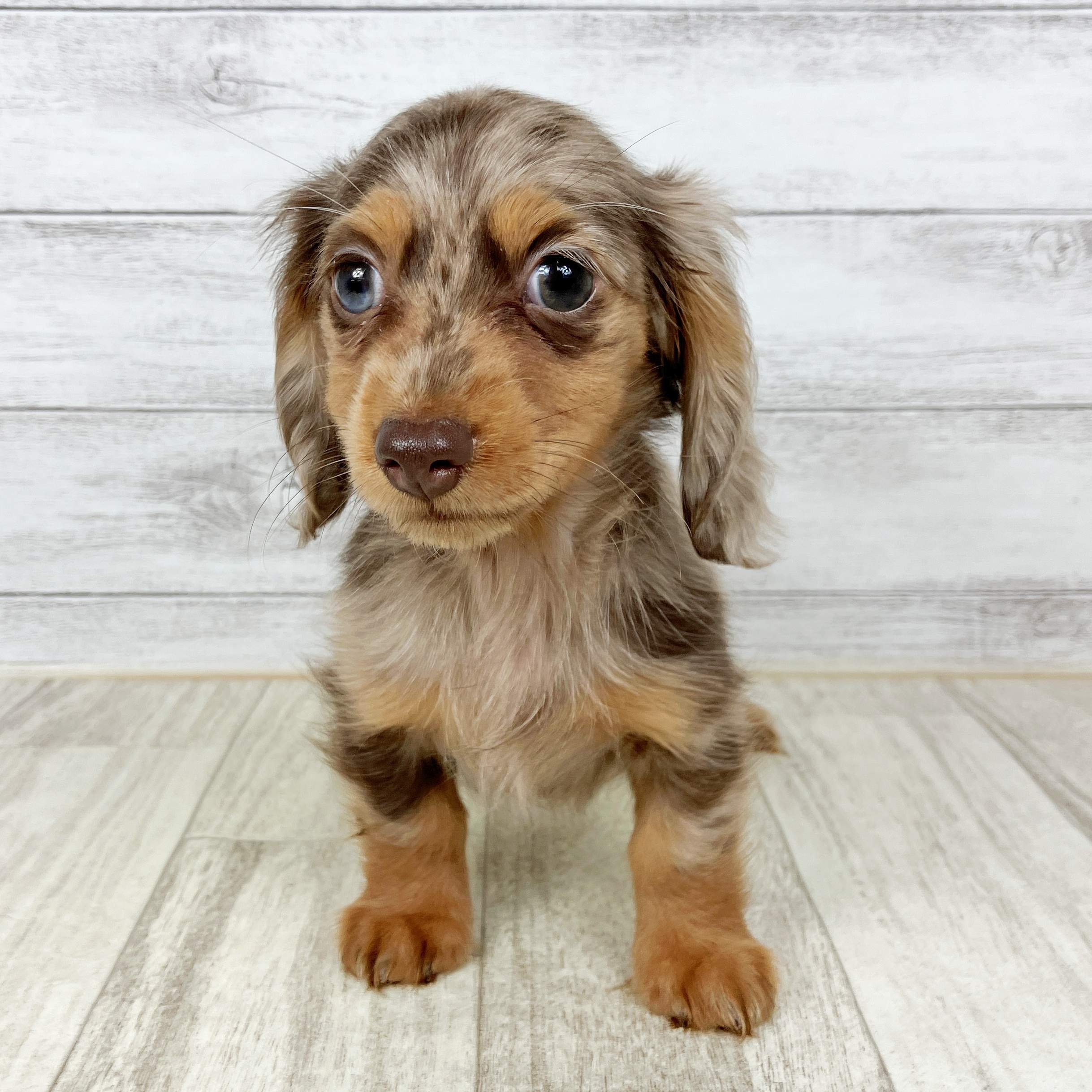 兵庫県のカニンヘンダックスフンド(ロング) (犬の家＆猫の里川西店/2025年10月10日生まれ/女の子/チョコレートダップル)の子犬