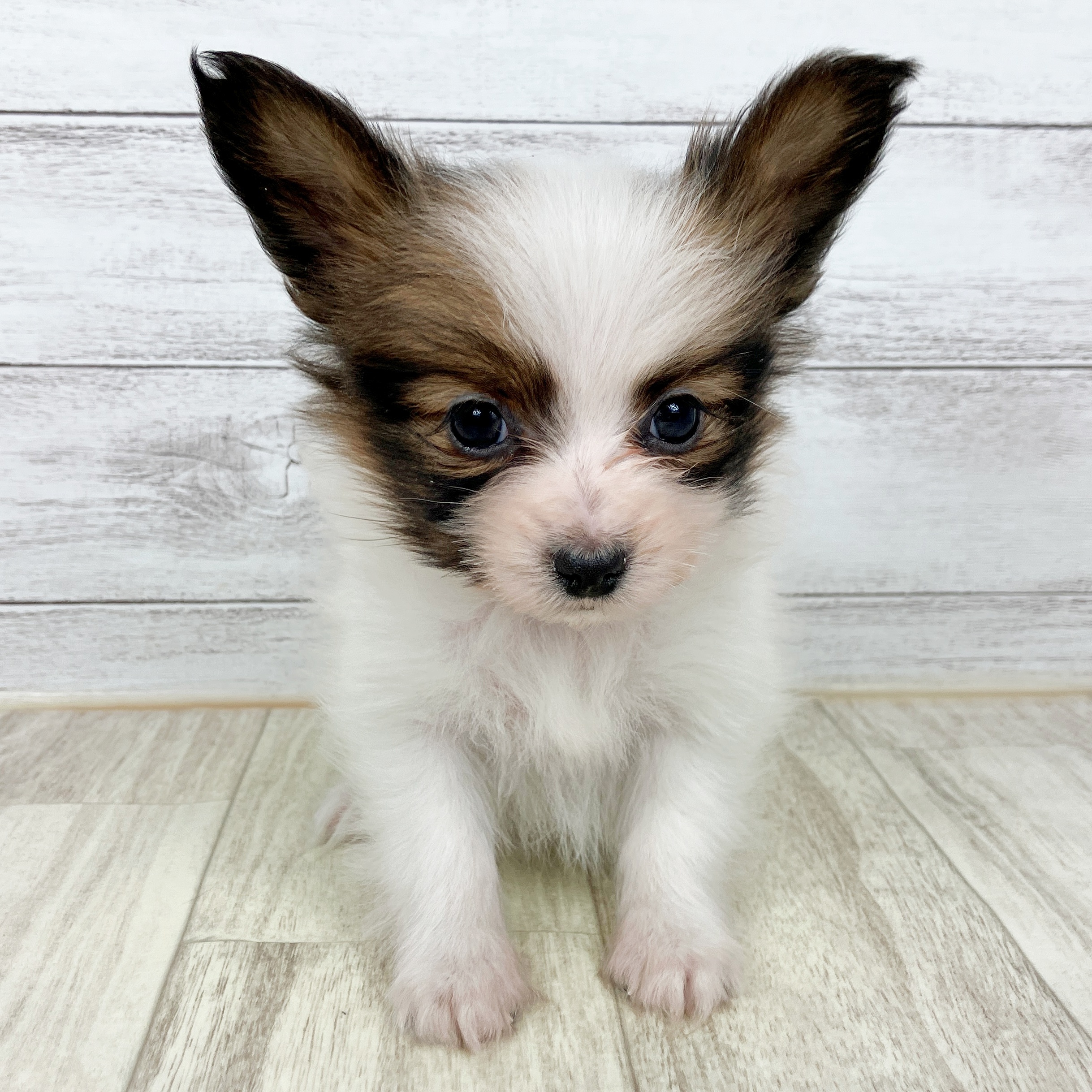 大阪府のパピヨン (犬の家＆猫の里そよら東岸和田店/2025年10月12日生まれ/男の子/ホワイトブラウン)の子犬の2枚目の画像