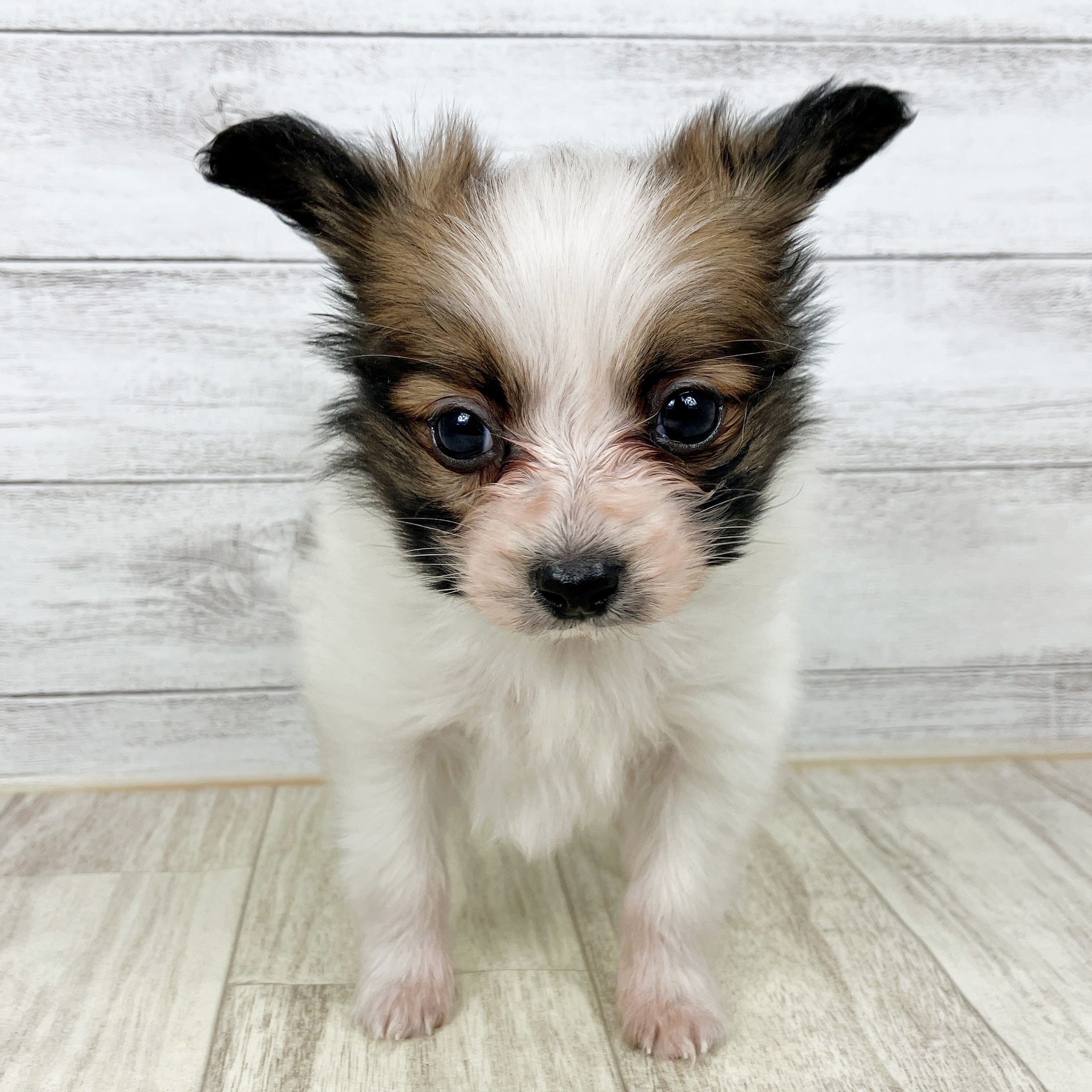 福井県のパピヨン (犬の家＆猫の里福井店/2025年10月12日生まれ/男の子/ホワイトブラウン)の子犬