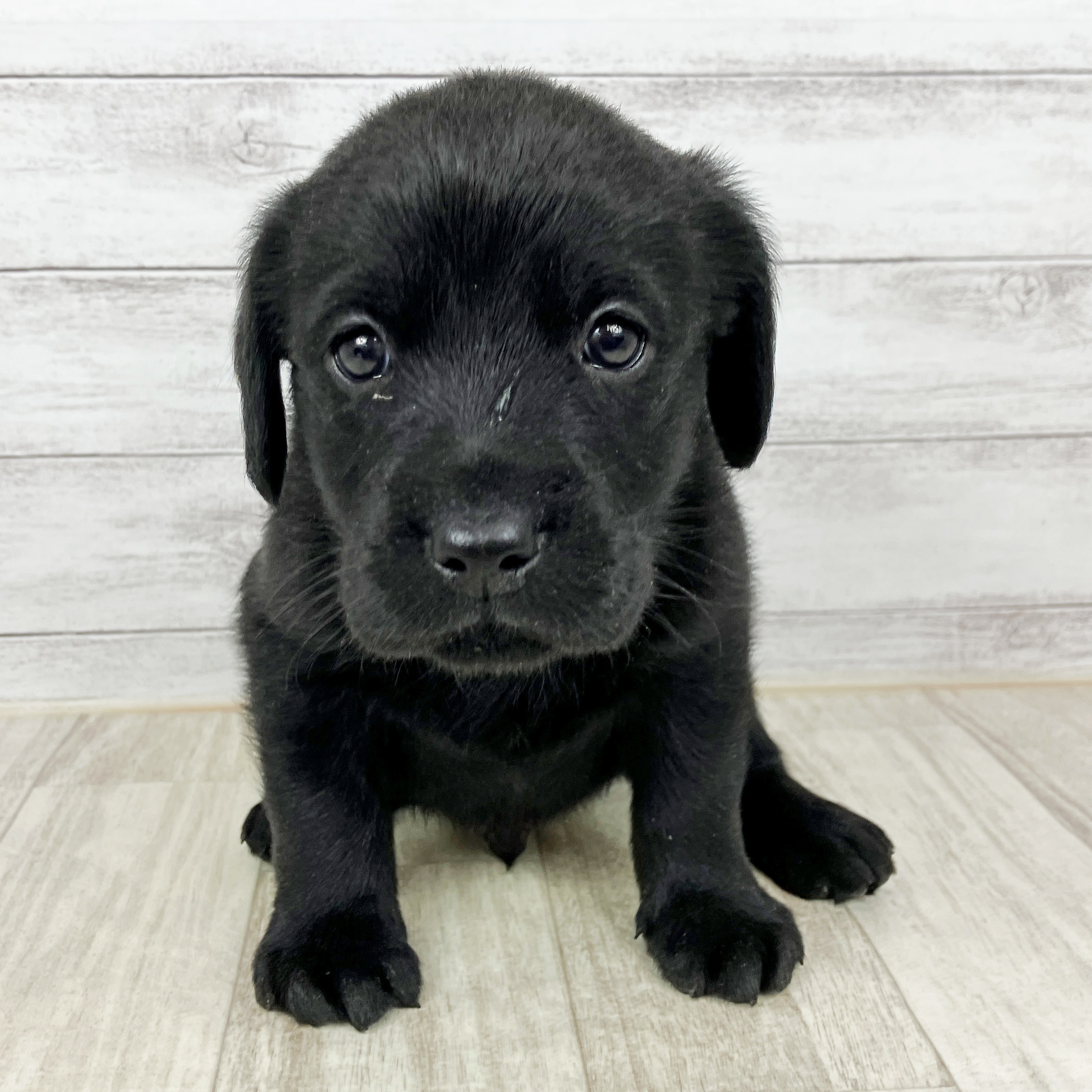大阪府のラブラドールレトリーバー (犬の家＆猫の里そよら東岸和田店/2025年10月11日生まれ/男の子/ブラック)の子犬