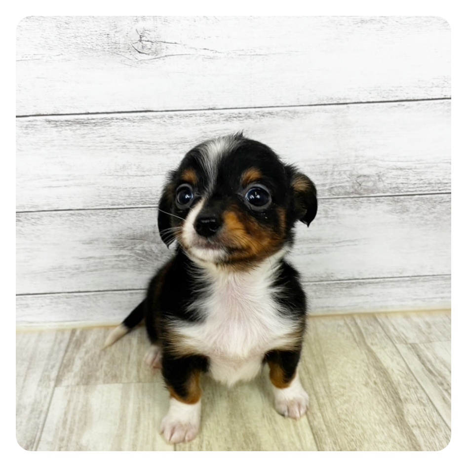 ハーフ犬男の子の写真