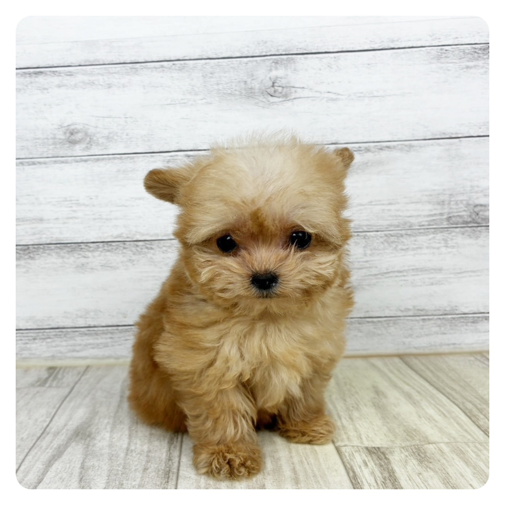 岡山県のチワプー/プーチー(チワワ×プードル) (犬の家＆猫の里倉敷店/2025年10月11日生まれ/女の子/アプリコット)の子犬