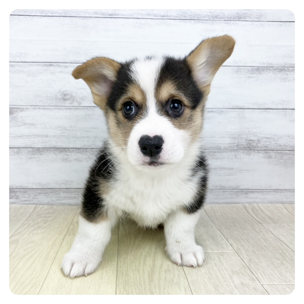 コーギー男の子の写真