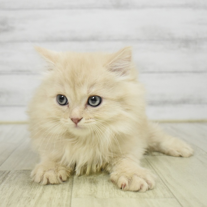 マンチカン男の子の写真