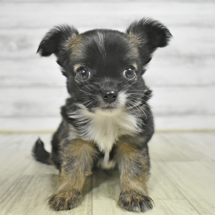 千葉県のチワワ(ロング) (犬の家＆猫の里BIGHOPガーデンモール印西店/2025年10月13日生まれ/男の子/フォーンセーブルホワイト)の子犬の2枚目の画像