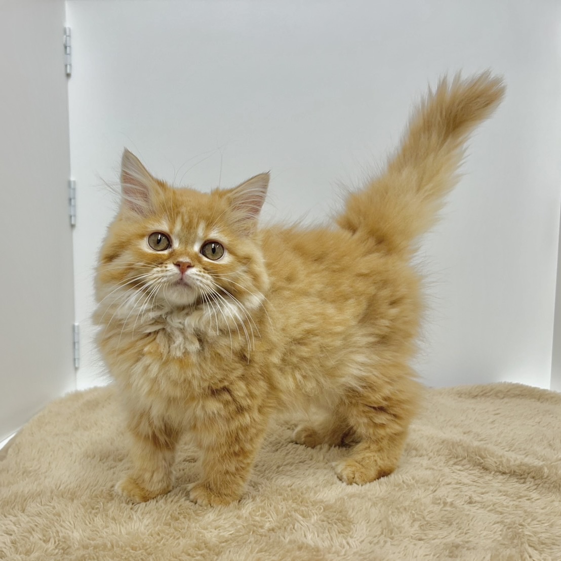 神奈川県のスコティッシュストレート (犬の家＆猫の里相模原店/2025年10月9日生まれ/女の子/レッドタビー)の子猫の1枚目の画像