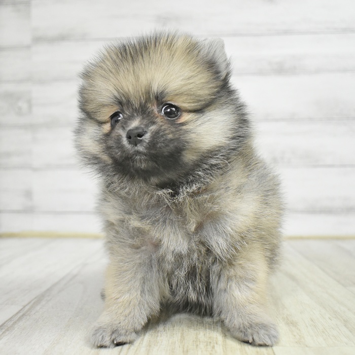 ポメラニアン女の子の写真