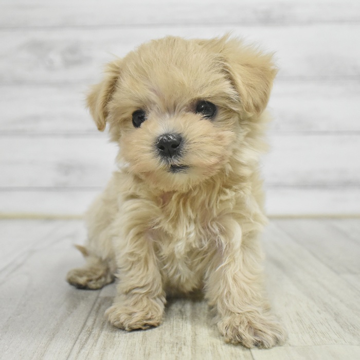 神奈川県のマルプー(マルチーズ×プードル) (犬の家＆猫の里モザイクモール港北店/2025年10月14日生まれ/女の子/アプリコット)の子犬