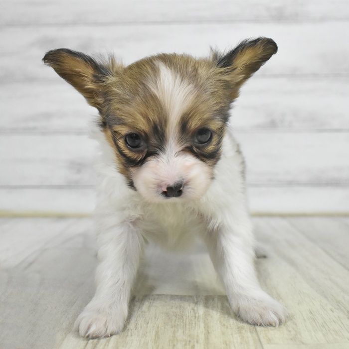福岡県のパピヨン (犬の家＆猫の里シュロアモール筑紫野店/2025年10月14日生まれ/女の子/ホワイトセーブル)の子犬