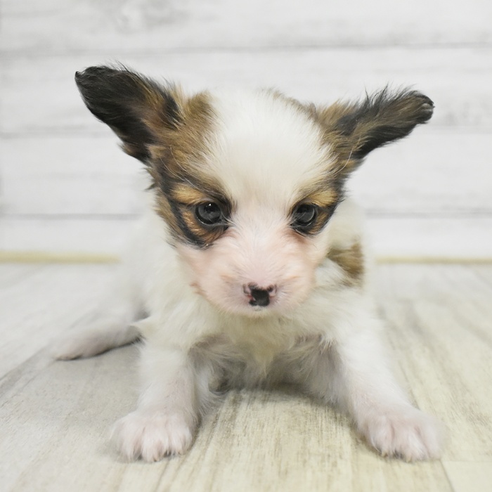 福井県のパピヨン (犬の家＆猫の里アミーゴ福井店/2025年10月14日生まれ/男の子/ホワイトブラウン)の子犬