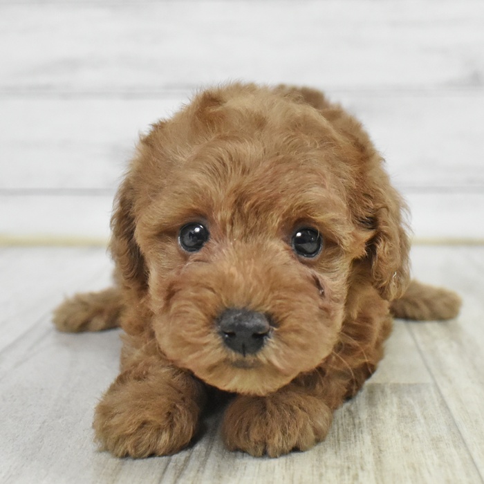 トイプードル女の子の写真