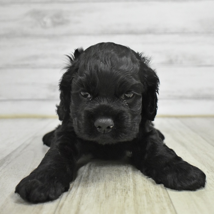 静岡県のアメリカンコッカースパニエル (犬の家＆猫の里マークイズ静岡店/2025年10月12日生まれ/男の子/ブラック)の子犬の3枚目の画像