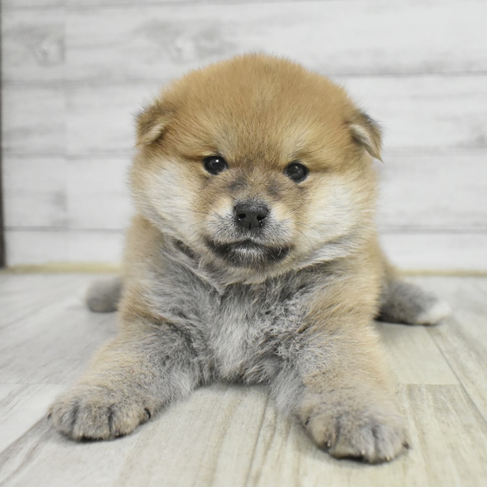 神奈川県のポメ柴/豆ポメ/ポメ豆柴(ポメラニアン×柴犬) (犬の家＆猫の里相模原店/2025年10月14日生まれ/女の子/赤)の子犬