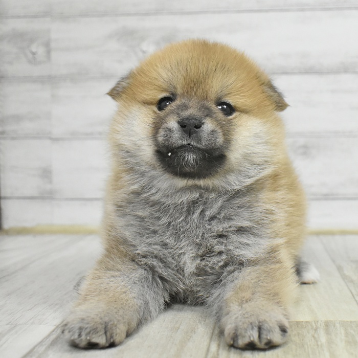 長野県のポメ柴/豆ポメ/ポメ豆柴(ポメラニアン×柴犬) (犬の家＆猫の里塩尻店/2025年10月14日生まれ/女の子/赤)の子犬の3枚目の画像
