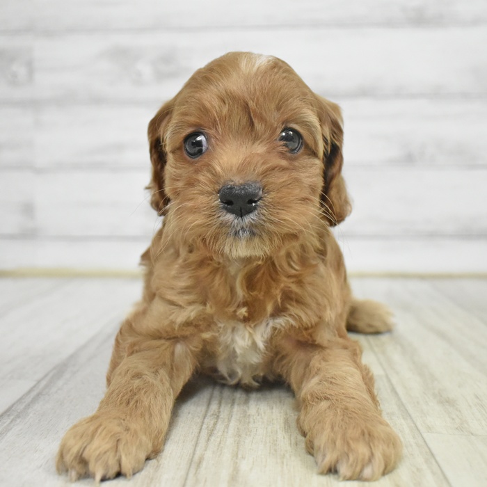 静岡県のコッカプー(アメリカンコッカースパニエル×プードル) (犬の家＆猫の里プレ葉ウォーク浜北店/2025年10月12日生まれ/女の子/レッドホワイト)の子犬の2枚目の画像
