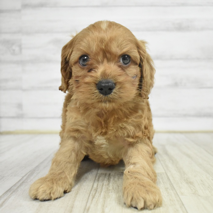 神奈川県のコッカプー(アメリカンコッカースパニエル×プードル) (犬の家＆猫の里小田原店/2025年10月12日生まれ/男の子/レッド)の子犬