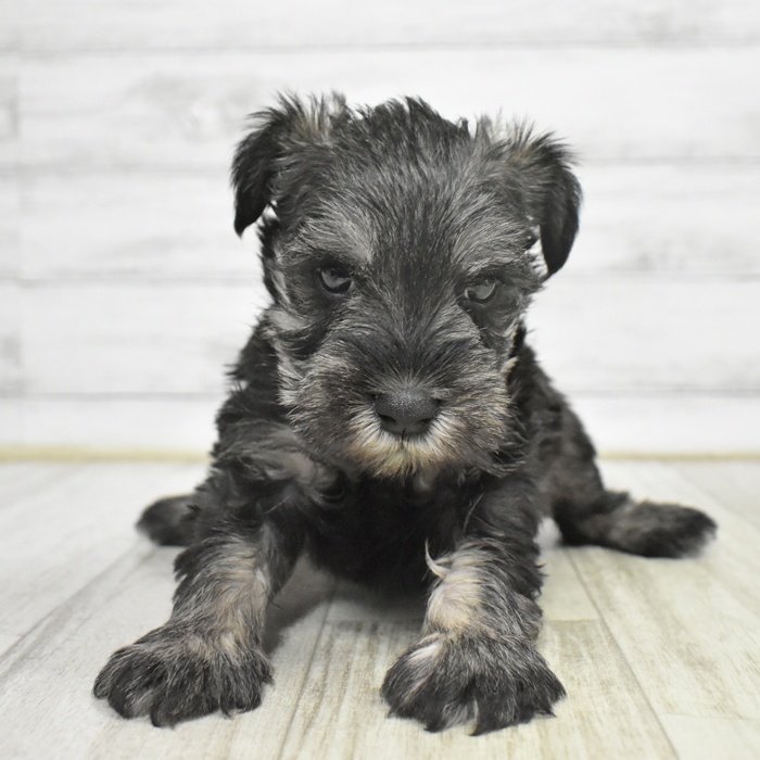 ミニチュアシュナウザー男の子の写真