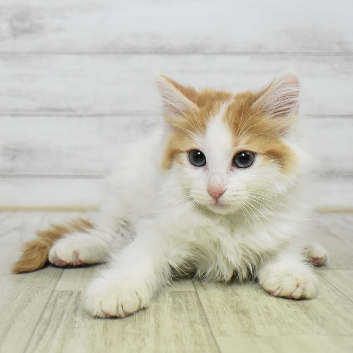 静岡県のノルウェージャンフォレストキャット (犬の家＆猫の里マークイズ静岡店/2025年10月10日生まれ/女の子/ホワイトレッド)の子猫