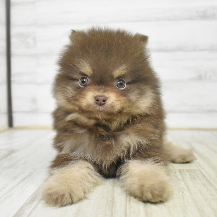福岡県のポメラニアン (犬の家＆猫の里トリアス久山店/2025年10月13日生まれ/男の子/チョコレートタン)の子犬の4枚目の画像