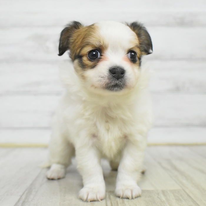 福岡県のパピチー/チワパピ(パピヨン×チワワ) (犬の家＆猫の里シュロアモール筑紫野店/2025年10月14日生まれ/女の子/ホワイトブラウン)の子犬