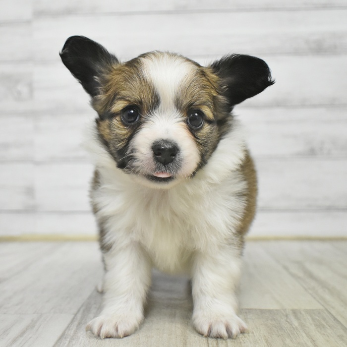 静岡県のパピチー/チワパピ(パピヨン×チワワ) (犬の家＆猫の里プレ葉ウォーク浜北店/2025年10月14日生まれ/男の子/ホワイトブラウン)の子犬
