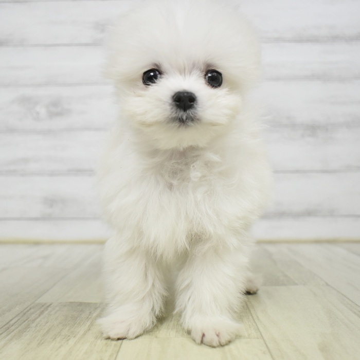 福岡県のポメマル/マルポメ(ポメラニアン×マルチーズ) (犬の家＆猫の里トリアス久山店/2025年10月11日生まれ/男の子/ホワイト)の子犬