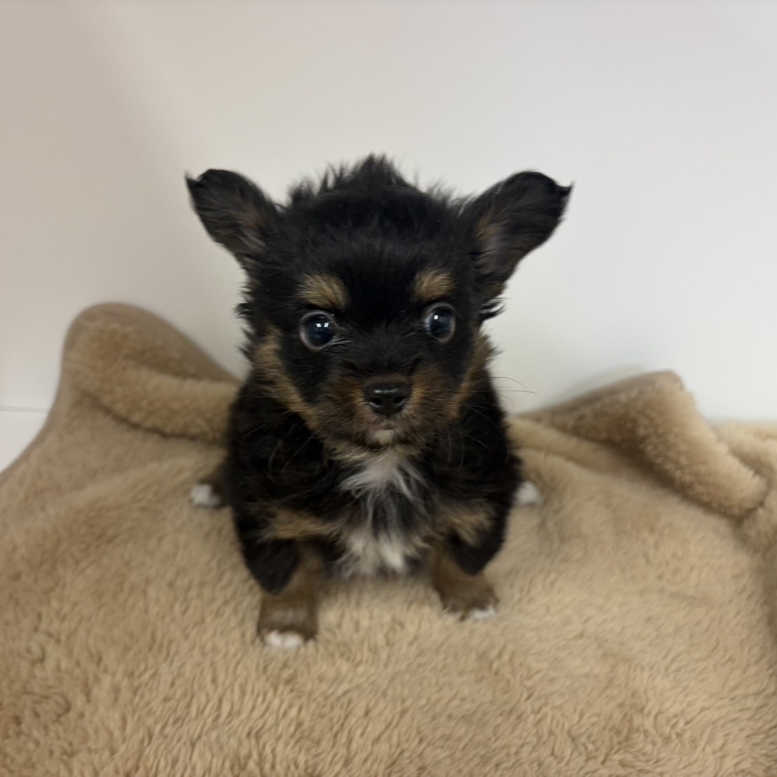 神奈川県のパピチー/チワパピ(パピヨン×チワワ) (犬の家＆猫の里相模原店/2025年10月13日生まれ/男の子/ブラックタンホワイト)の子犬の3枚目の画像