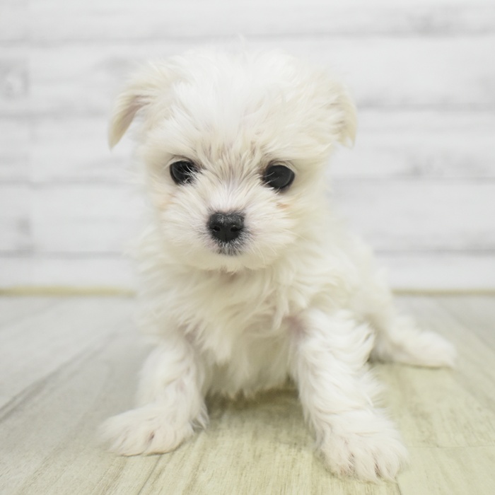 愛知県のチワマル/マルチワ(チワワ×マルチーズ) (犬の家＆猫の里豊田店/2025年10月14日生まれ/男の子/ホワイト)の子犬