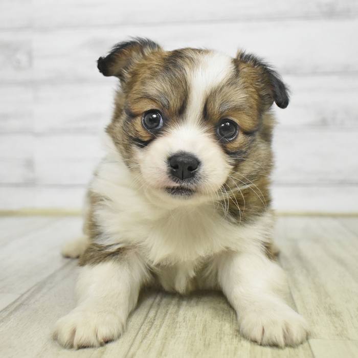 福岡県のチワコーギー(チワワ×コーギー) (犬の家＆猫の里トリアス久山店/2025年10月9日生まれ/男の子/セーブルホワイト)の子犬
