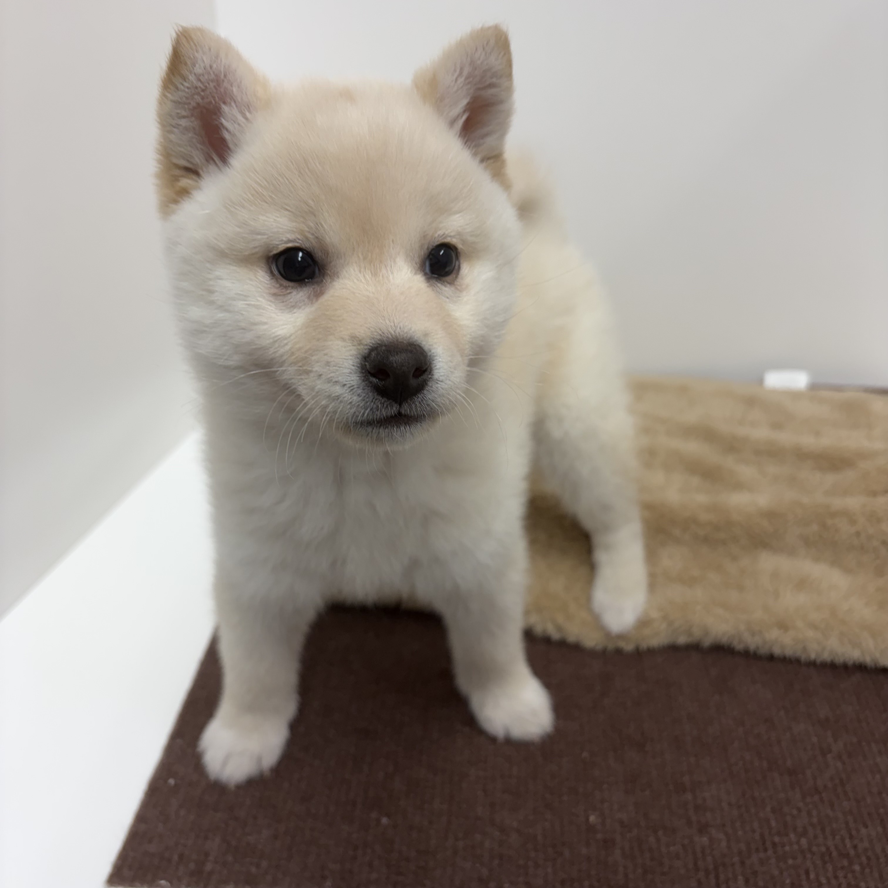 神奈川県の柴犬(標準サイズ) (犬の家＆猫の里相模原店/2025年10月14日生まれ/女の子/白)の子犬の2枚目の画像