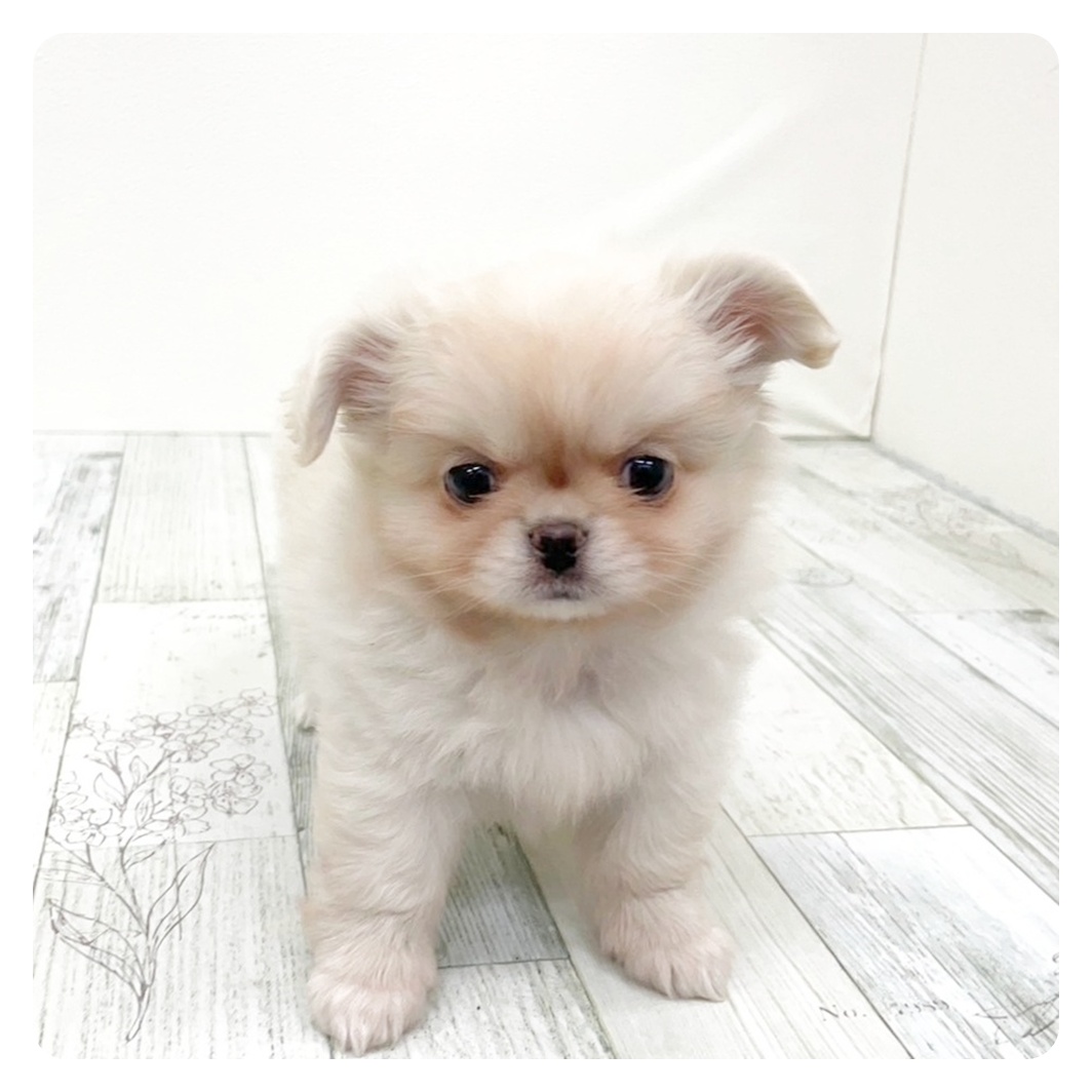 福岡県のチワペキ/ペキチー/ペキチワ(チワワ×ペキニーズ) (犬の家＆猫の里シュロアモール筑紫野店/2025年10月12日生まれ/男の子/ホワイトクリーム)の子犬
