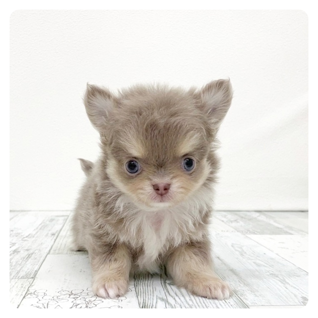 福岡県のチワワ(ロング) (犬の家＆猫の里トリアス久山店/2025年10月12日生まれ/男の子/イザベラタンホワイト)の子犬の2枚目の画像